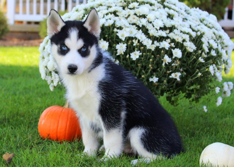 Beautiful purebred blue eyes Siberian Husky puppie