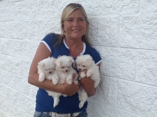 Splendid Maltese puppies (281) 869-6878.