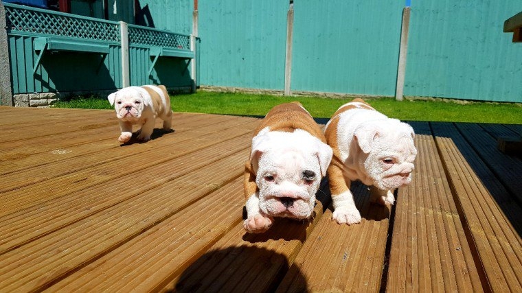 Stunning English Bulldog Puppies For Adoption