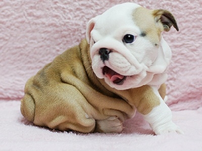 !!AKC Amazing **** English Bulldogs puppies for re