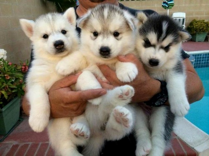 Siberian Husky Puppy  phone number (678) 806-8358