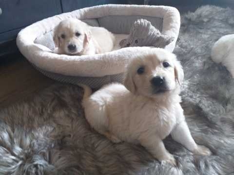  Golden Retriever Pupps for Adoption