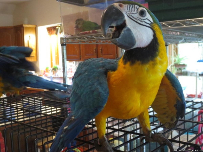 macaw ,.jpg