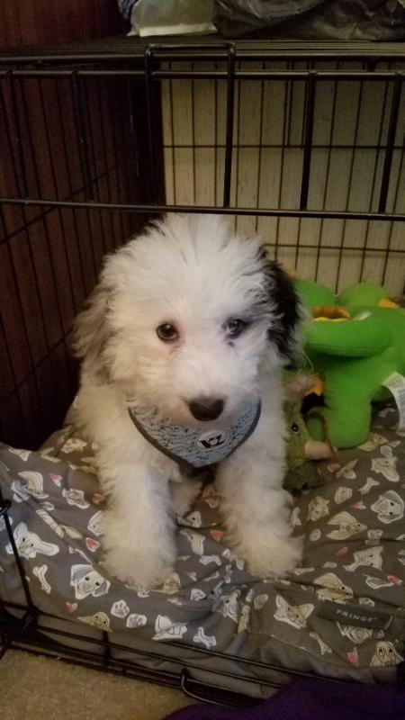 MINI SHEEPADOODLE