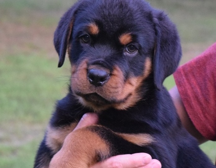 Male and Female AKC  Rottweiler Pups For Rehoming