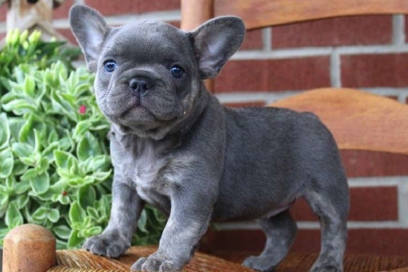 French Bulldog