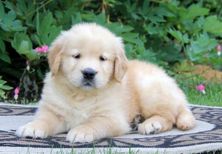 M/F Golden Retriever Pups Ready For You.