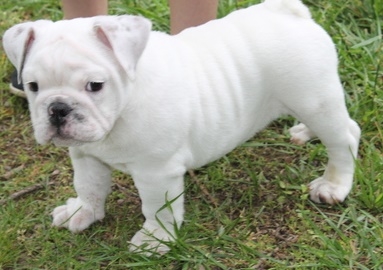 Affectionate Cute Baby English buldog