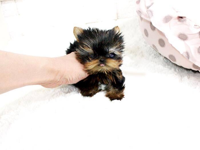 Absolutely Healthy Yorkie Puppy