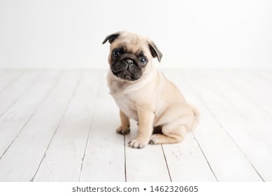adorable-pug-puppy-s