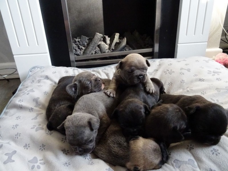 Adorable male and female French bulldog puppies