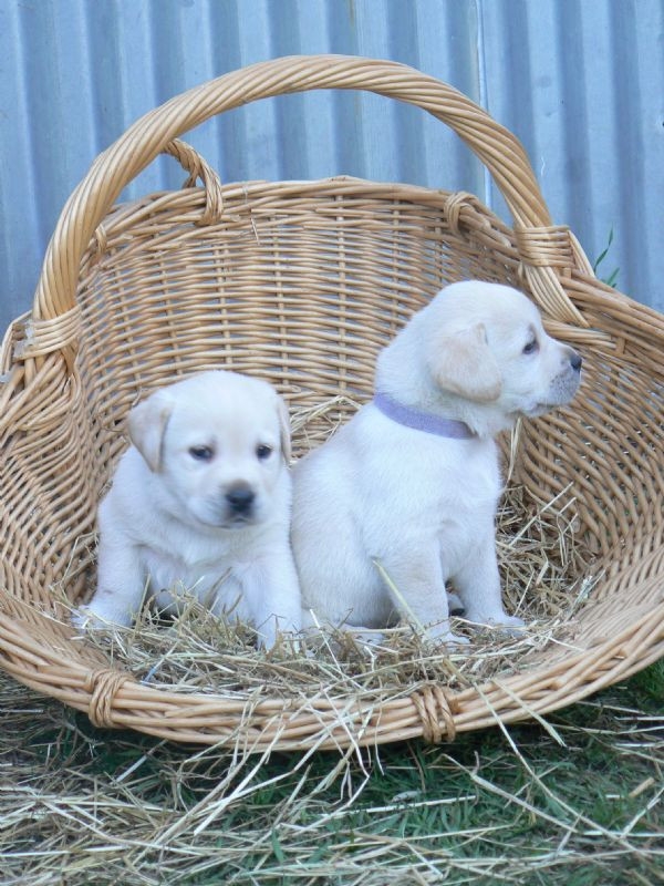 lovely and adorable labrador puppies available