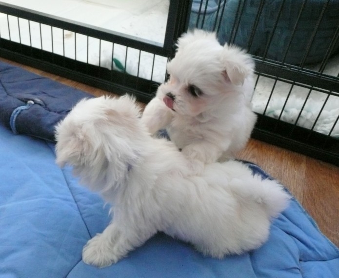 Super Adorable Maltese Puppies