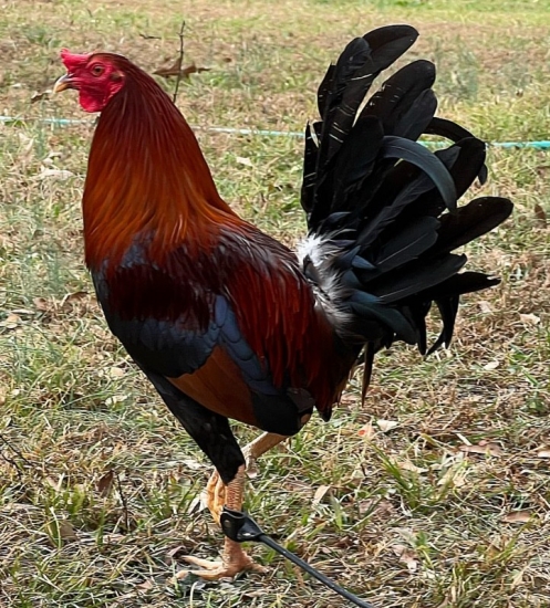 Gamefowl