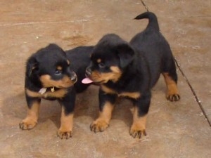 Excellent Rottweiler Puppies