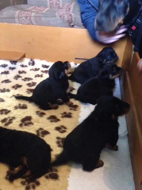 Home raised Rottweiler puppies looking for a new h