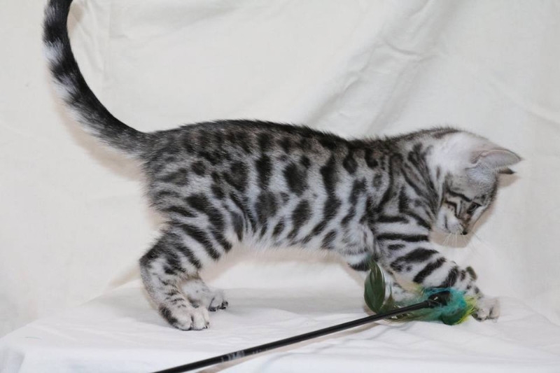 TICA Bengal Kittens Available.