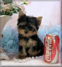 Teacup tiny size Yorkie puppies(443) 267-8170 