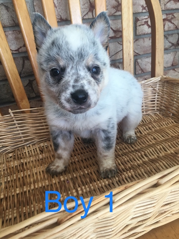 Australian Cattle Dog Pups 