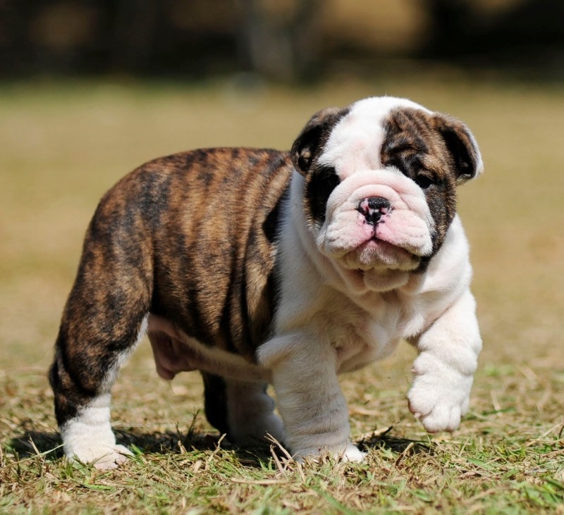 Beautiful English Bulldogs puppy for Adoptions 