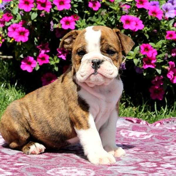 AKC Bulldog for sale