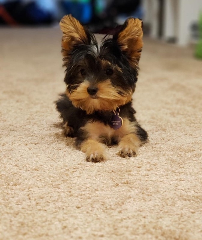 Yorkie puppy for adoption