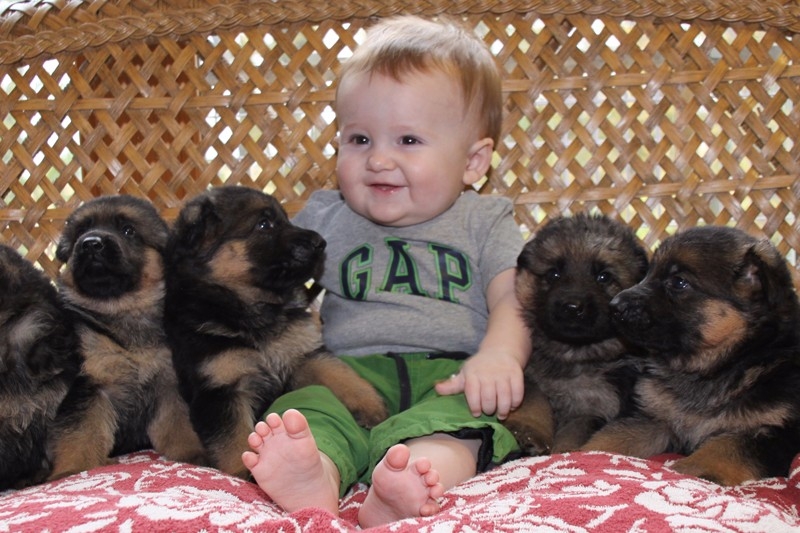 baby-with-puppies.jp