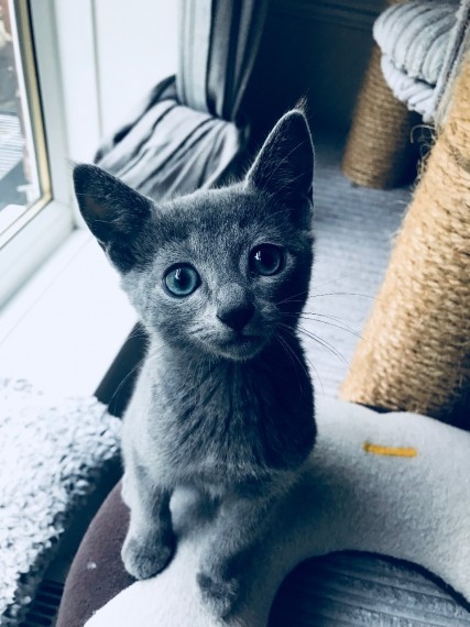 4 beautiful russian blue kittens available to go.