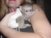 Lovely baby capuchin monkeys available!