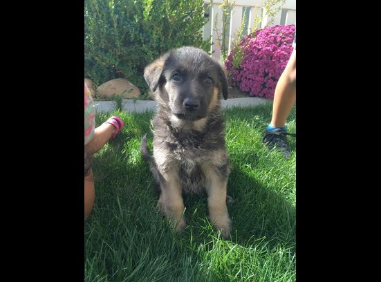 Healthy German shepherd Puppies 443 266-6750