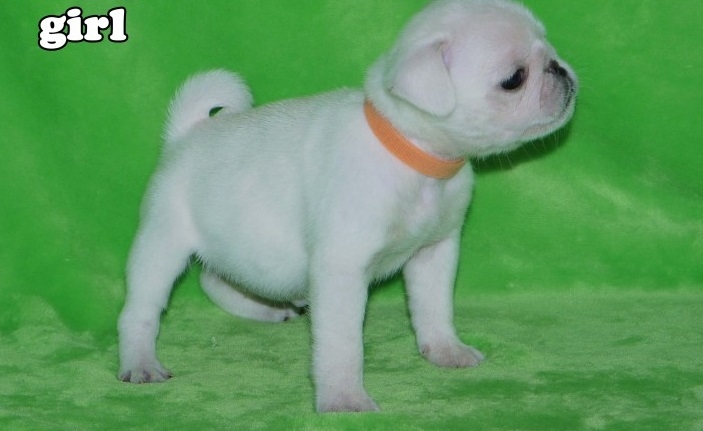 AKC registered PUG Puppies for sale.