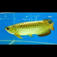 Arowana Species of all Kind Available