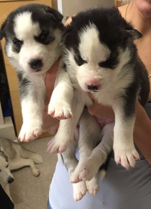 Sweet Siberian Husky Puppies for adoption