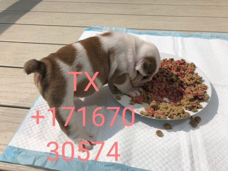 BEAUTIFUL BULLDOG PUPPIES FOR SALE +17167030574