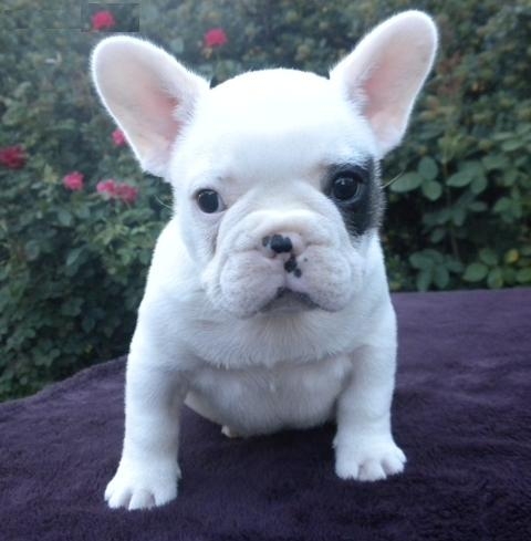 Akc Affectionate french bulldog puppies 