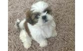 Gorgeous shih tzu puppies all ready..305) 582-6003