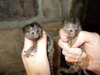 Sweet baby Marmoset Monkeys For Sale(570) 415-1425