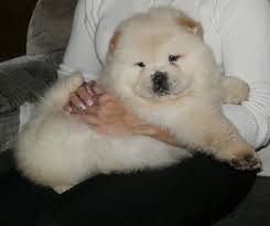 Beautiful Chow Chow Puppies