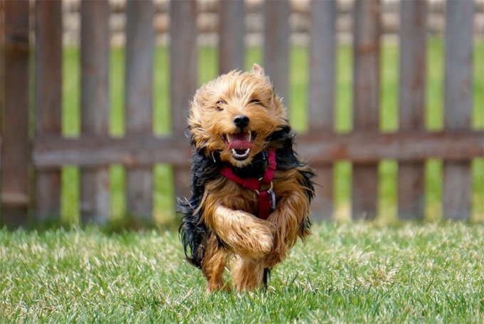 yorkie puppies for sale