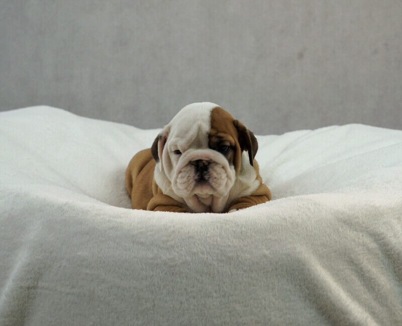 Healthy English Bulldog puppies for Re-homing