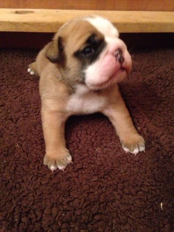 Adorable english bull dog puppies  For Adoption.