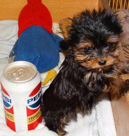 Akc Reg Angelic Yorkie Puppies..