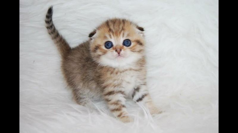 Scottish fold gold striped kitten