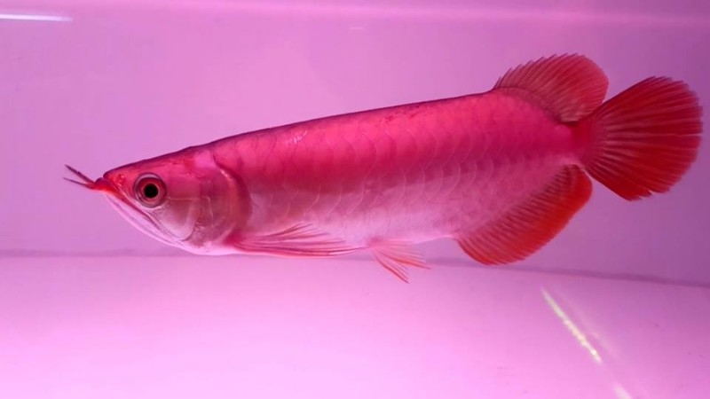 BUY 24K GOLD AROWANA FISHES