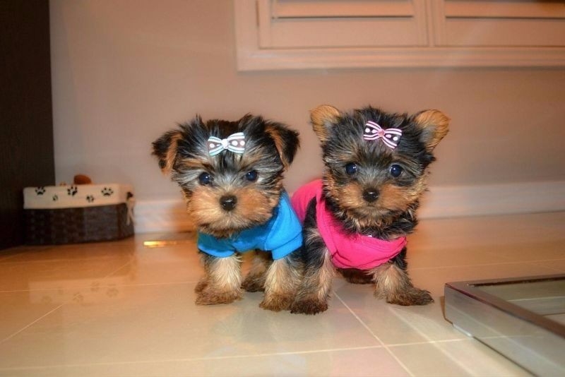 Akc Reg Teacup Yorkie Puppies Available