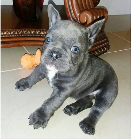 Gorgeous blue eyes healthy French Bulldog Puppy