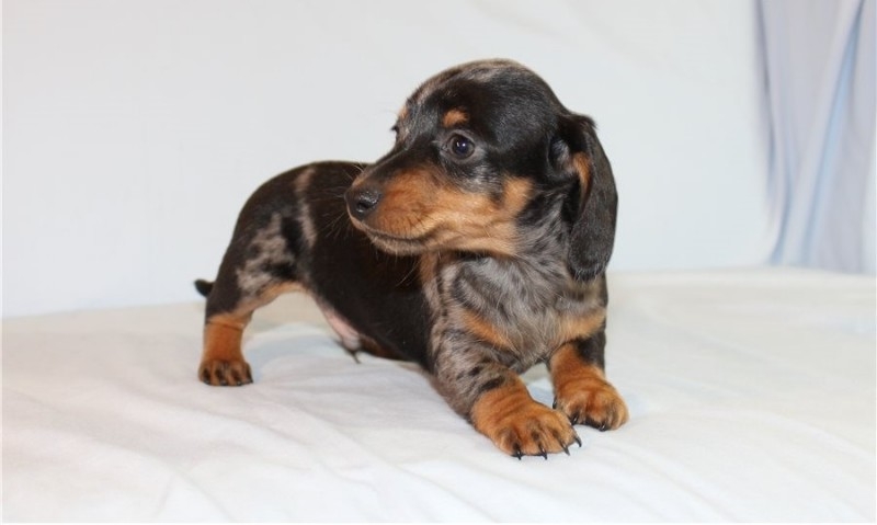 Dachshund puppies for sale 