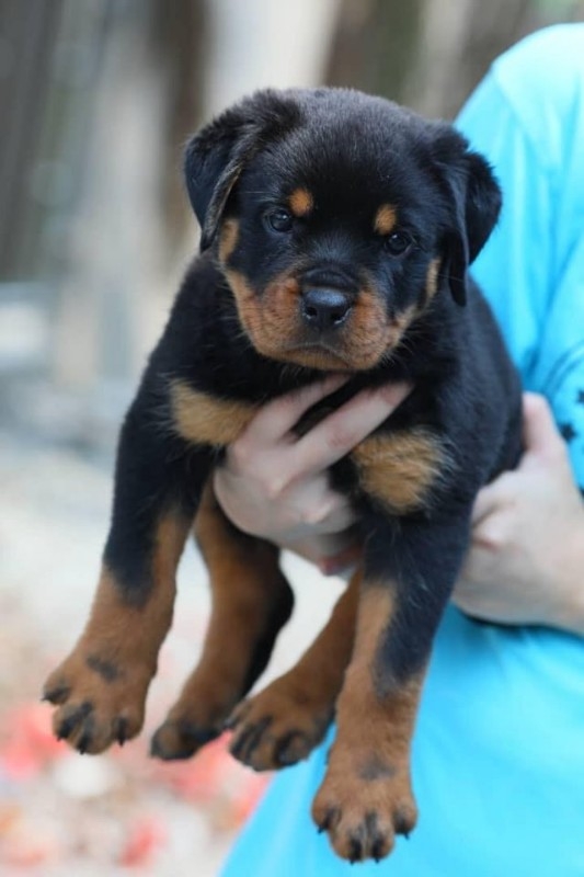 German Rottweiler Puppies.