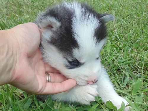 CUTE AKC  SIBERIAN HUSKY PUPPIES FOR RE-HOMING