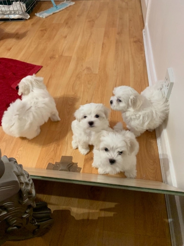 Maltese puppies seek loving home